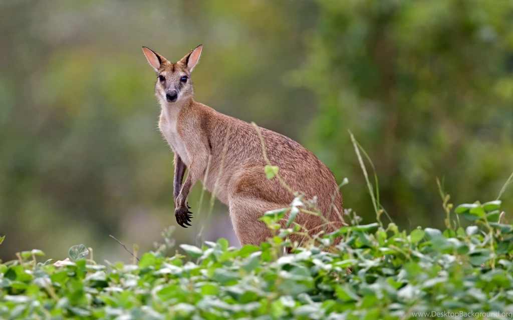Kangaroo Wallpapers, Images, Photos, Pictures & Pics