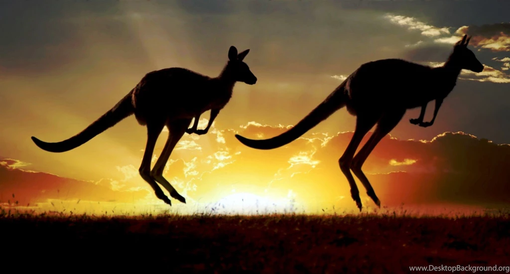 Kangaroo Sunset Wallpapers HD