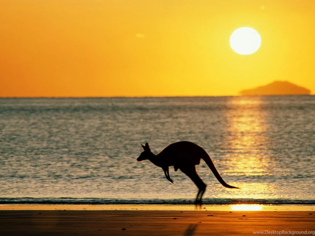 Kangaroo Wallpapers, Images, Photos, Pictures & Pics