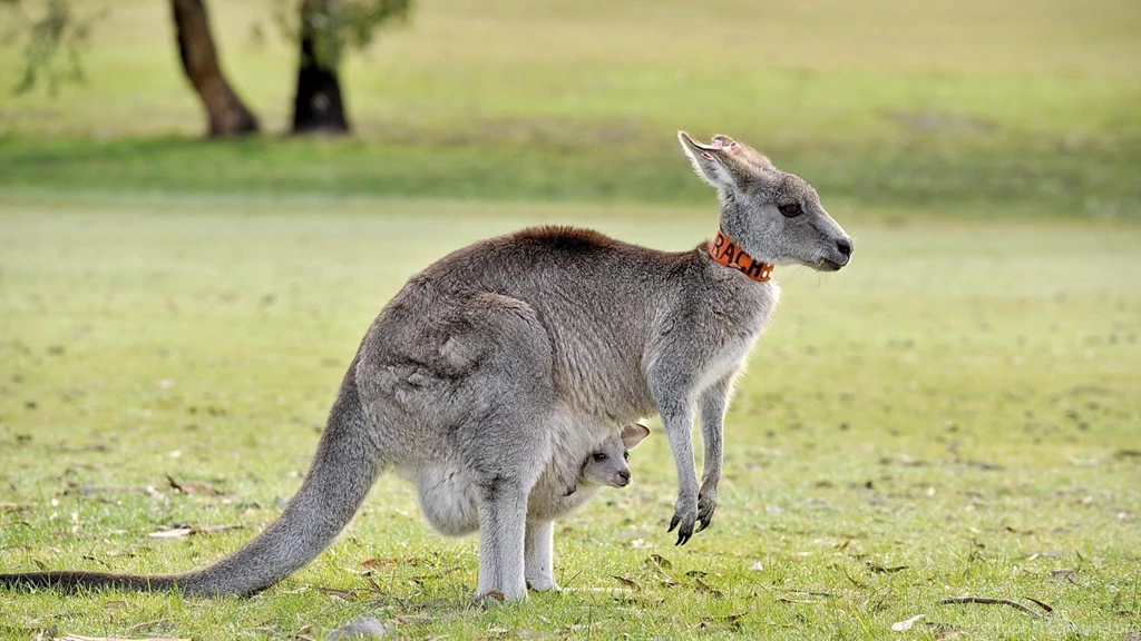 Kangaroo Wallpapers Android Apps On Google Play