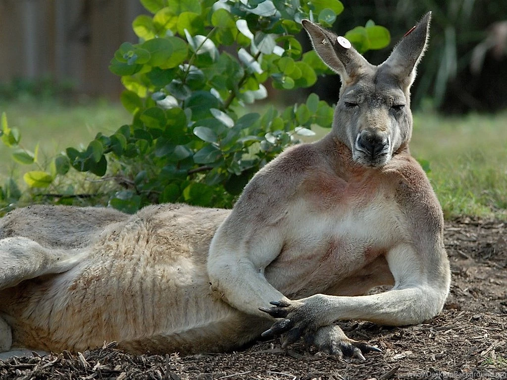 14 Quality Kangaroo Wallpapers, Animals