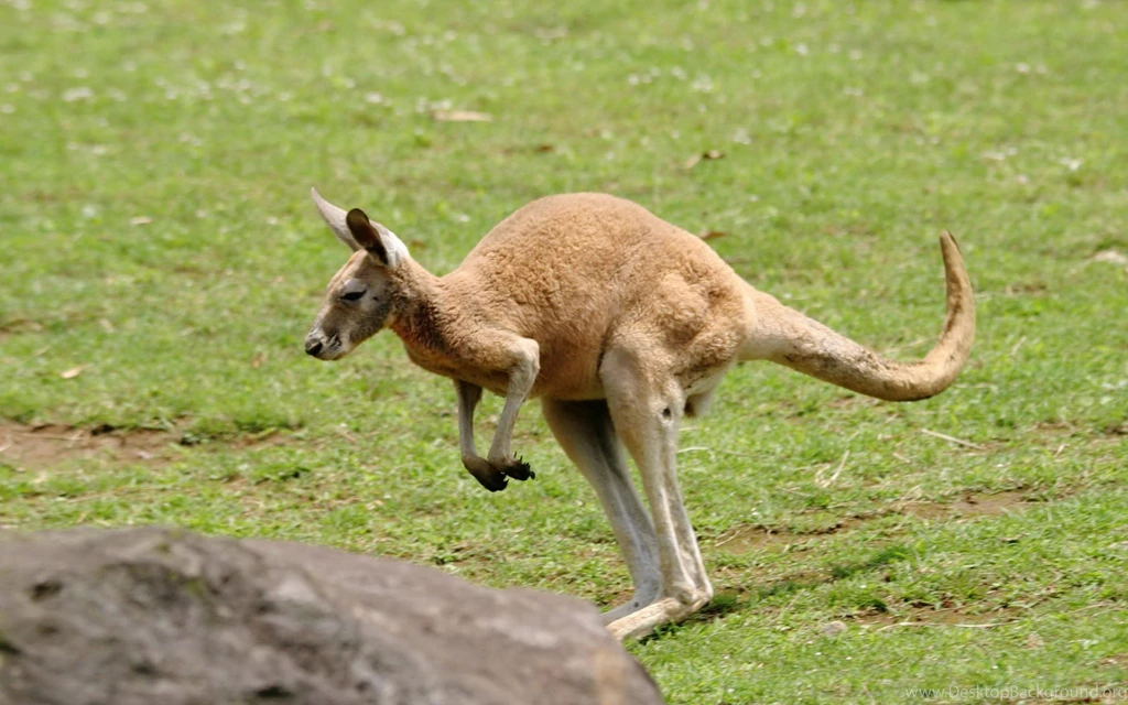 Lively And Cute Kangaroo Wallpapers 1920x1200 (16)