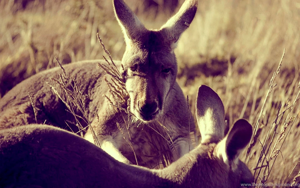 Lively And Cute Kangaroo Wallpapers 1920x1200 (05)