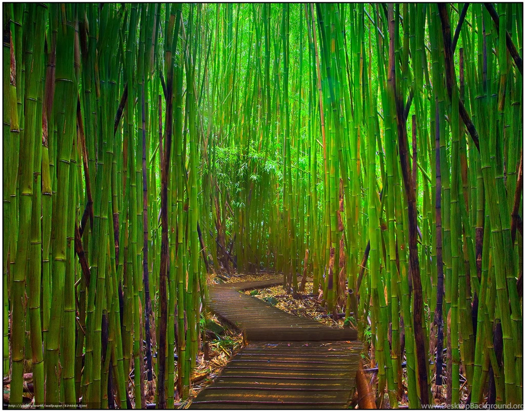 534065_gateway of light hana highway_maui_hawaii_3000x2357_www.Gde Fon.com.jpg