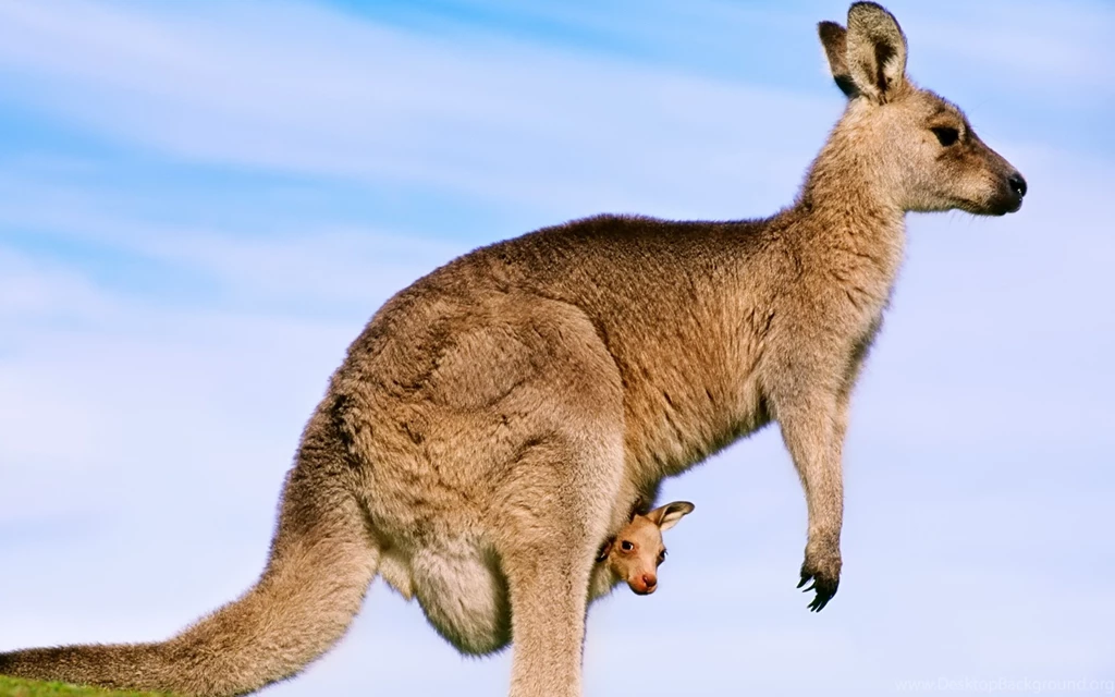 Ultra HD 4K Kangaroo Wallpapers HD, Desktop Backgrounds 3840x2400