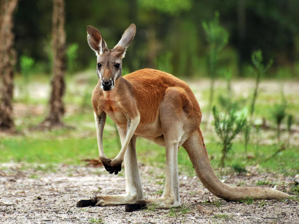 Chehaw Kangaroo (id: 197095) – BUZZERG