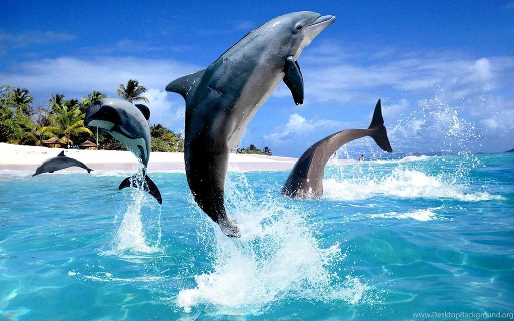 Dolphin HD Live Wallpapers Android Apps On Google Play