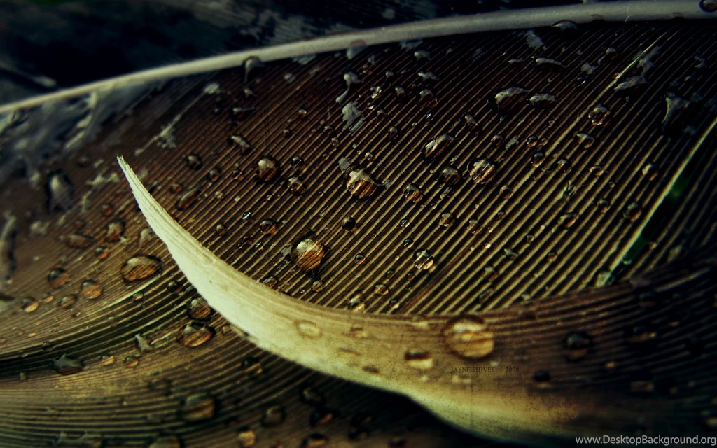 Free Raindrop Palm Frawn Wallpapers, Free Raindrop Palm Frawn HD ...
