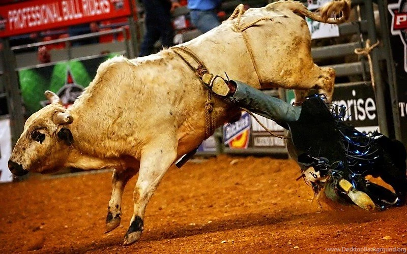 Bull Riding Bullrider Rodeo Western Cowboy Extreme Cow (10) Free ...