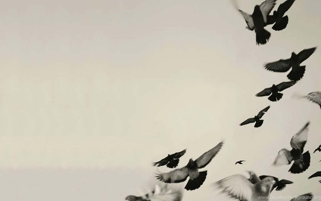 Rossz Wallpapers Venetian Snares Wallpapers