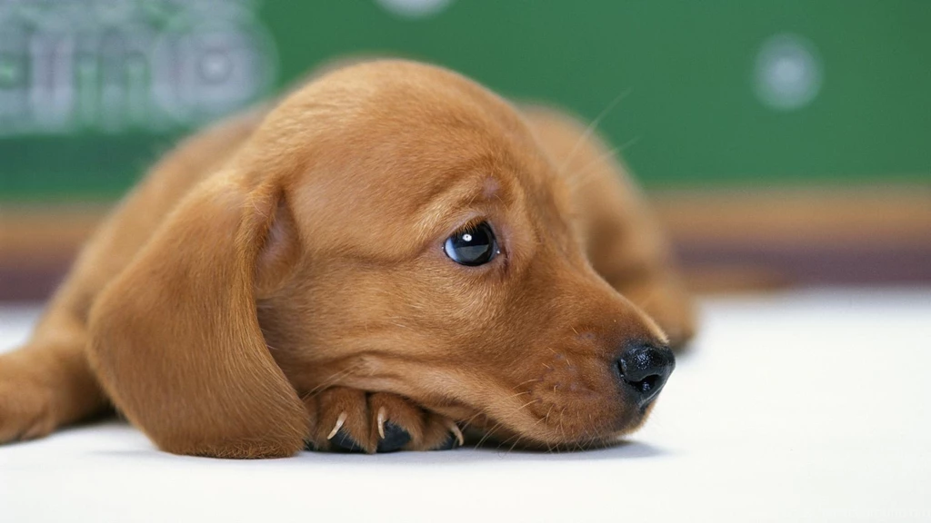 Miniature Dachshund Puppy Wallpaper,puppy HD Wallpaper,miniature ...