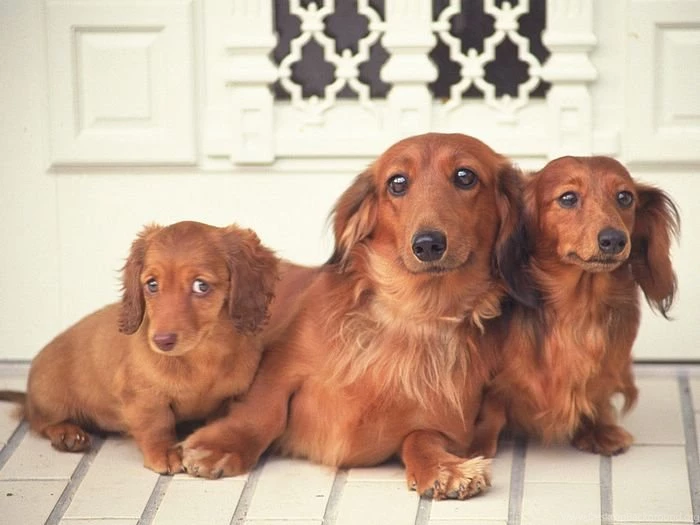 1600*1200 Three Miniature Dachshund Lying On Floor Photos4 ...