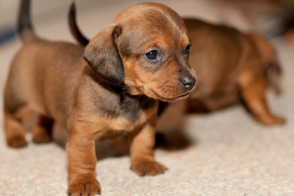 Dachshund Hd Backgrounds Wallpapers 29 HD Wallpapers