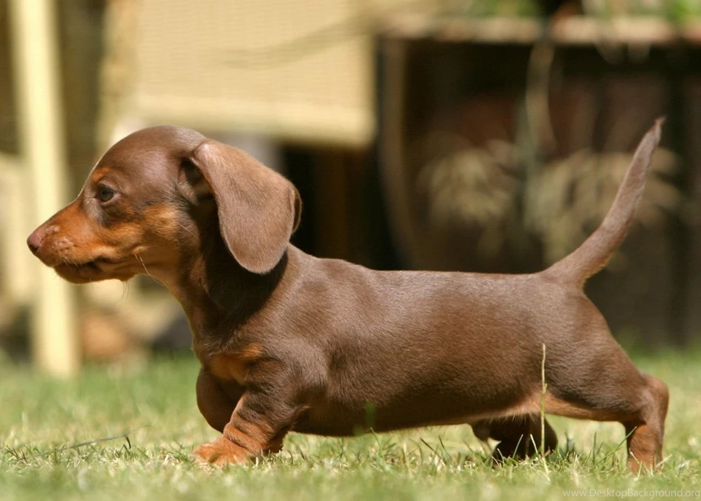 Mini Dachshund 93 Wide Wallpapers DogBreedsWallpapers.com