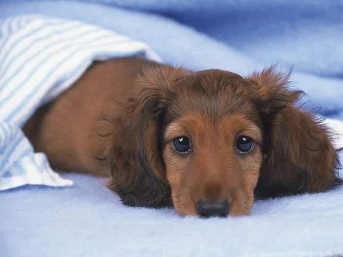 Dachshund Puppies Wallpapers