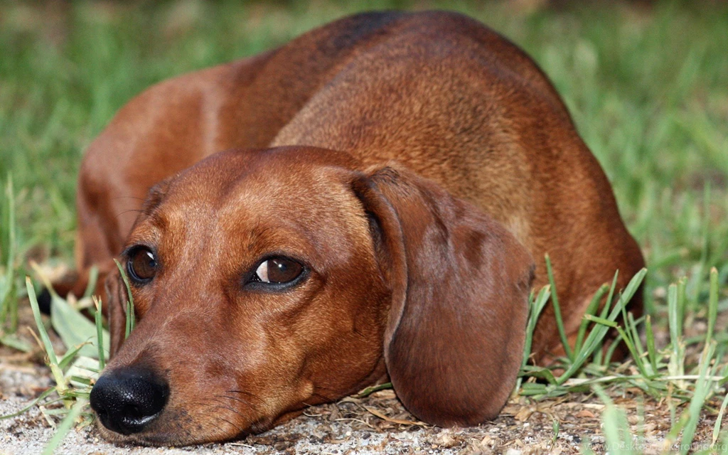 26 Dachshund HD Wallpapers