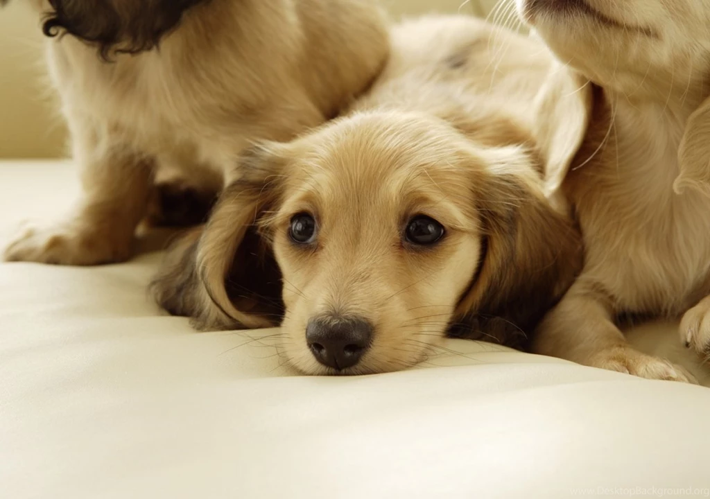 The World's Cutest Dog Boo Wallpapers Download