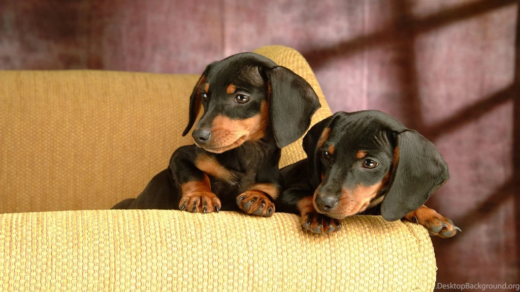 Pictures Of Dachshund Puppies Wallpapers High Definition