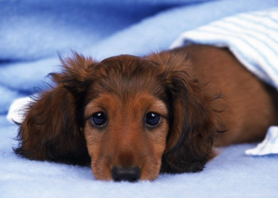 Pictures Of Miniature Dotsons On Animal Picture Society