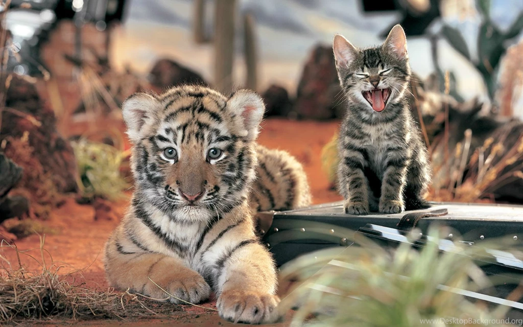 Tiger Android Free HD Backgrounds Top / Wallpapers Tiger 10839 High ...