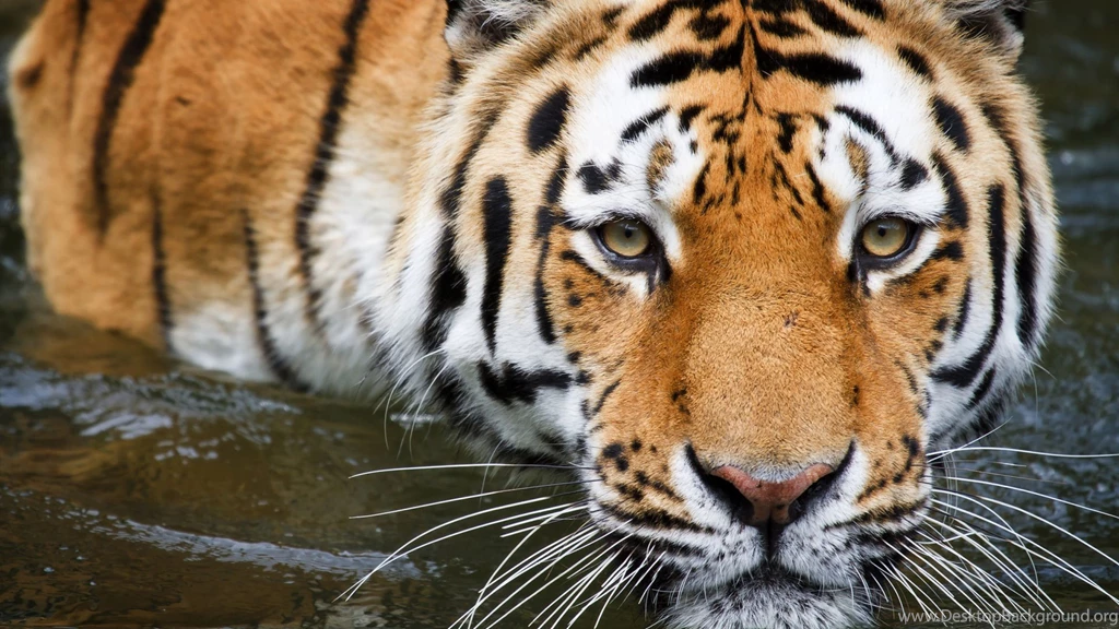 Tiger Wallpaper Images Photos Pictures Backgrounds