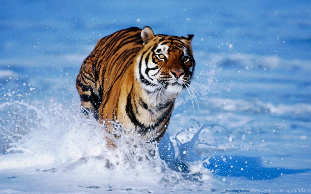 Tiger Wallpaper Images Photos Pictures Backgrounds