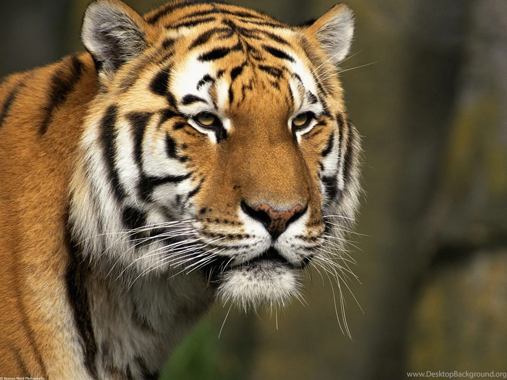 TIGER DESKTOP BACKGROUND WALLPAPER (