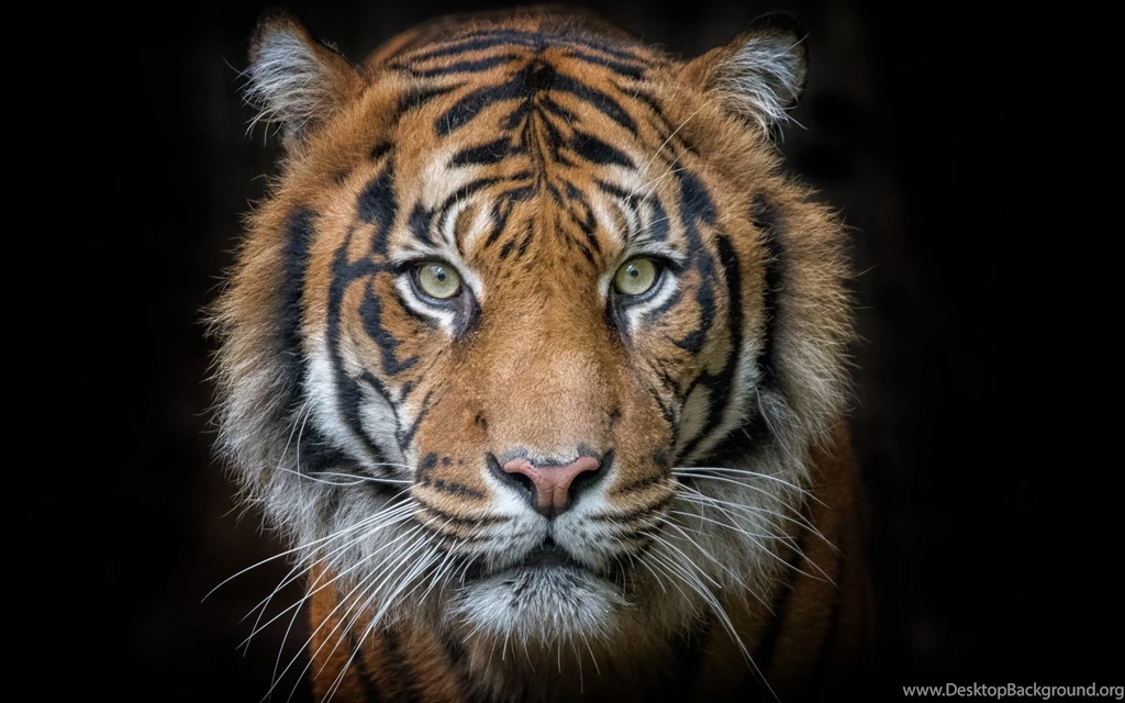 Tiger, Portrait, Predator, Face, Black Backgrounds Wallpaper,Tiger ...
