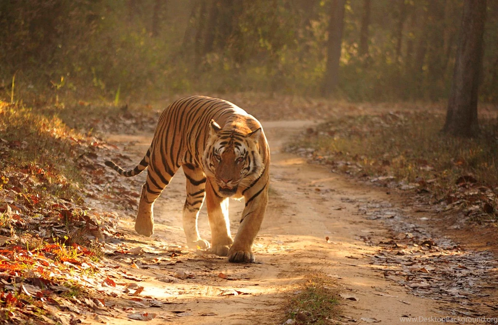 File:Royal Bengal Tiger Kanha (background).jpg Wikimedia Commons