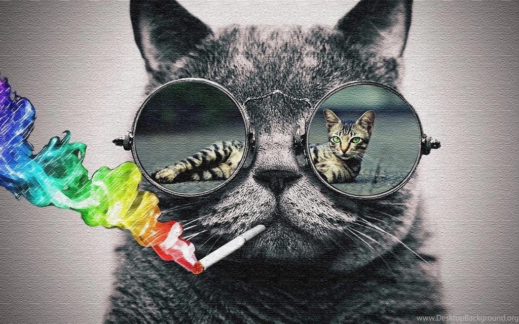 Cat With Glasses HD Wallpapers HD Wallpaper Backgrounds Of Your ...
