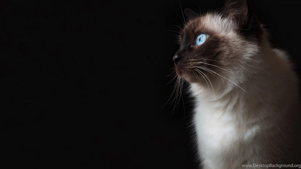 Cats Desktop Wallpapers Warriors Cats Backgrounds Cool Wallpapers ...