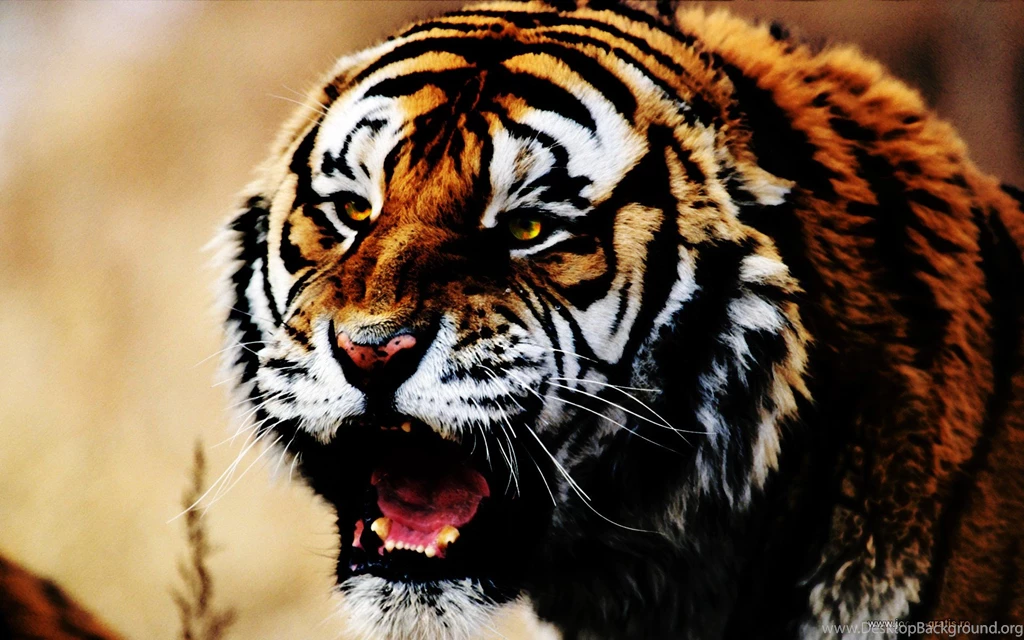 Cats: Feral Rage Lion Cats Ocean Amazing Boat Tiger Forest Earth ...