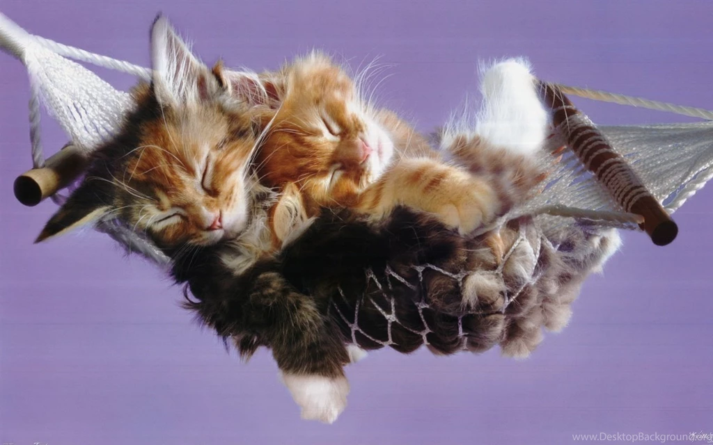 12 Types Sweet Cats Wallpapers