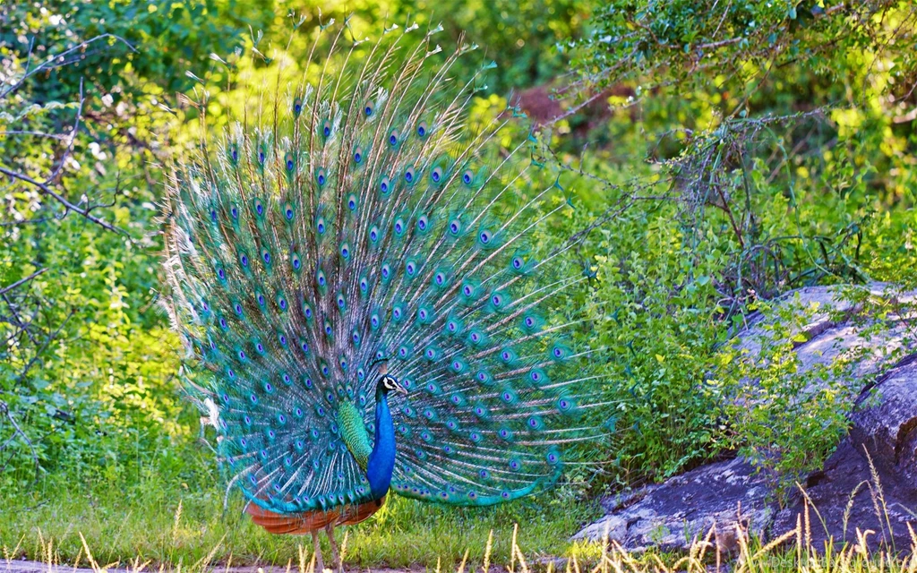 Hd Peacock Wallpapers For Home 3d Hd Pictures.