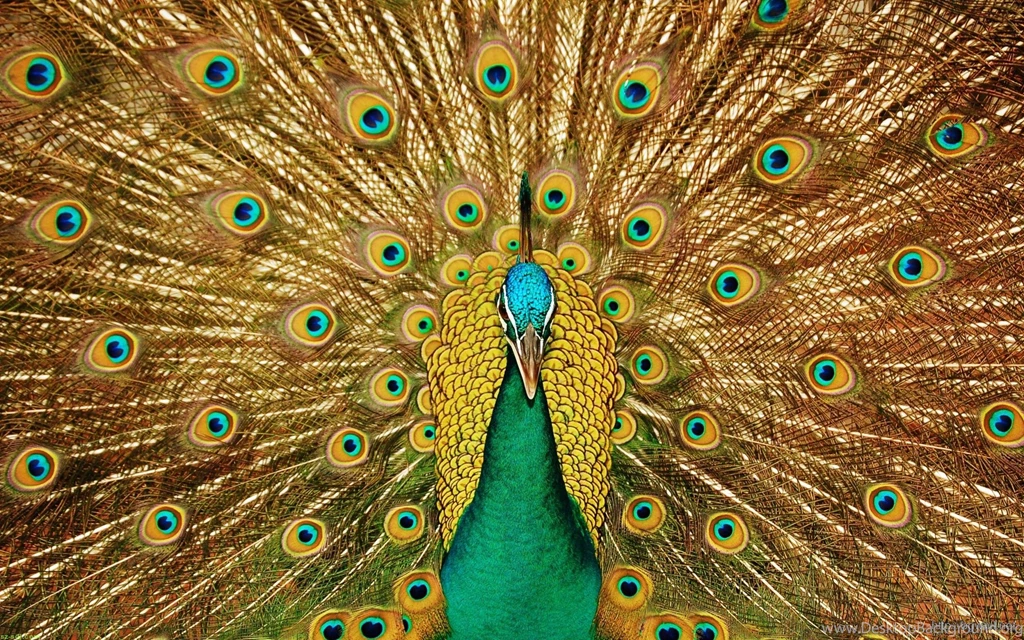 Beautiful Yellow Peacock Wallpapers Hd