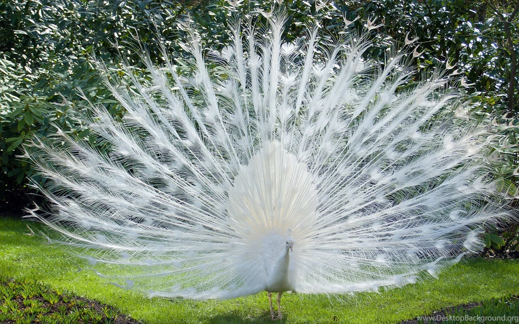 White Peacock Wallpapers