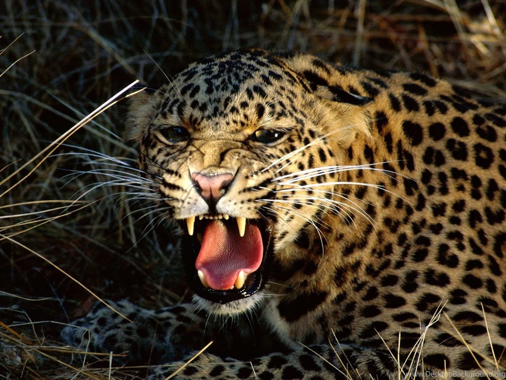 Wild Animal Wallpapers