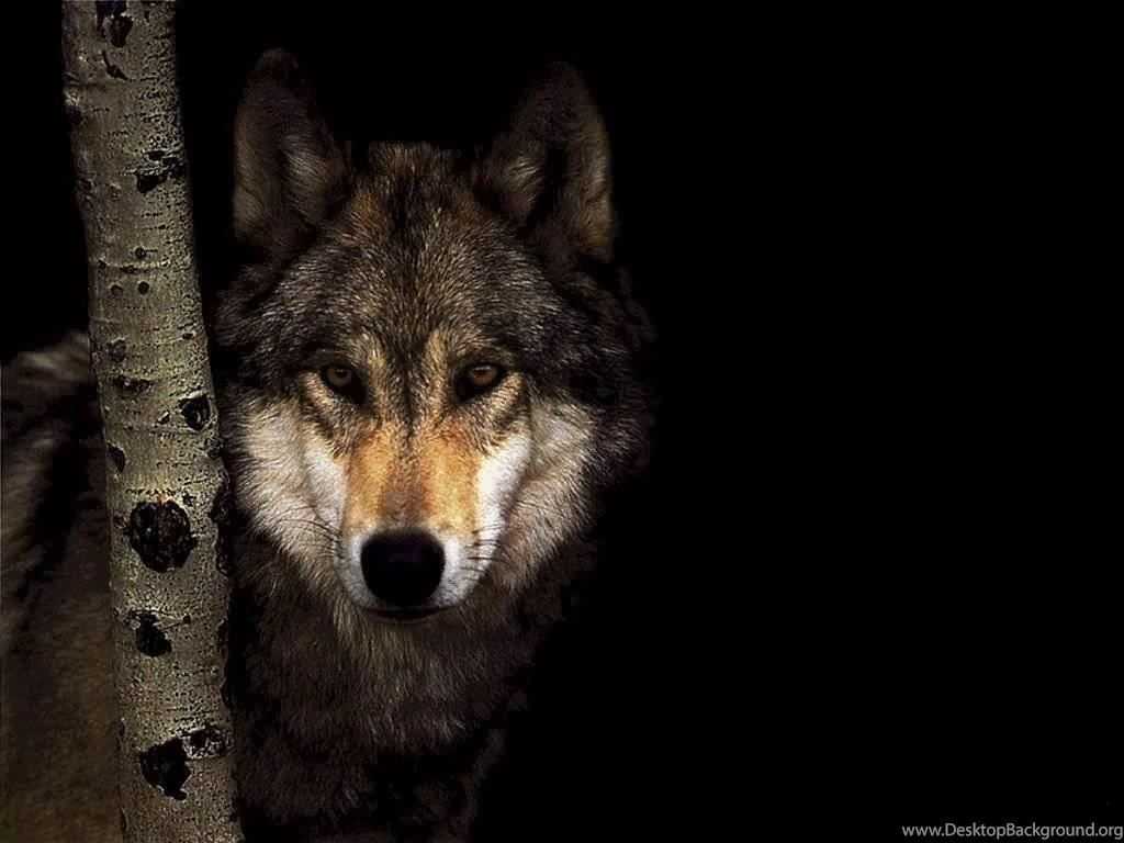 Wild Wolf Wallpapers
