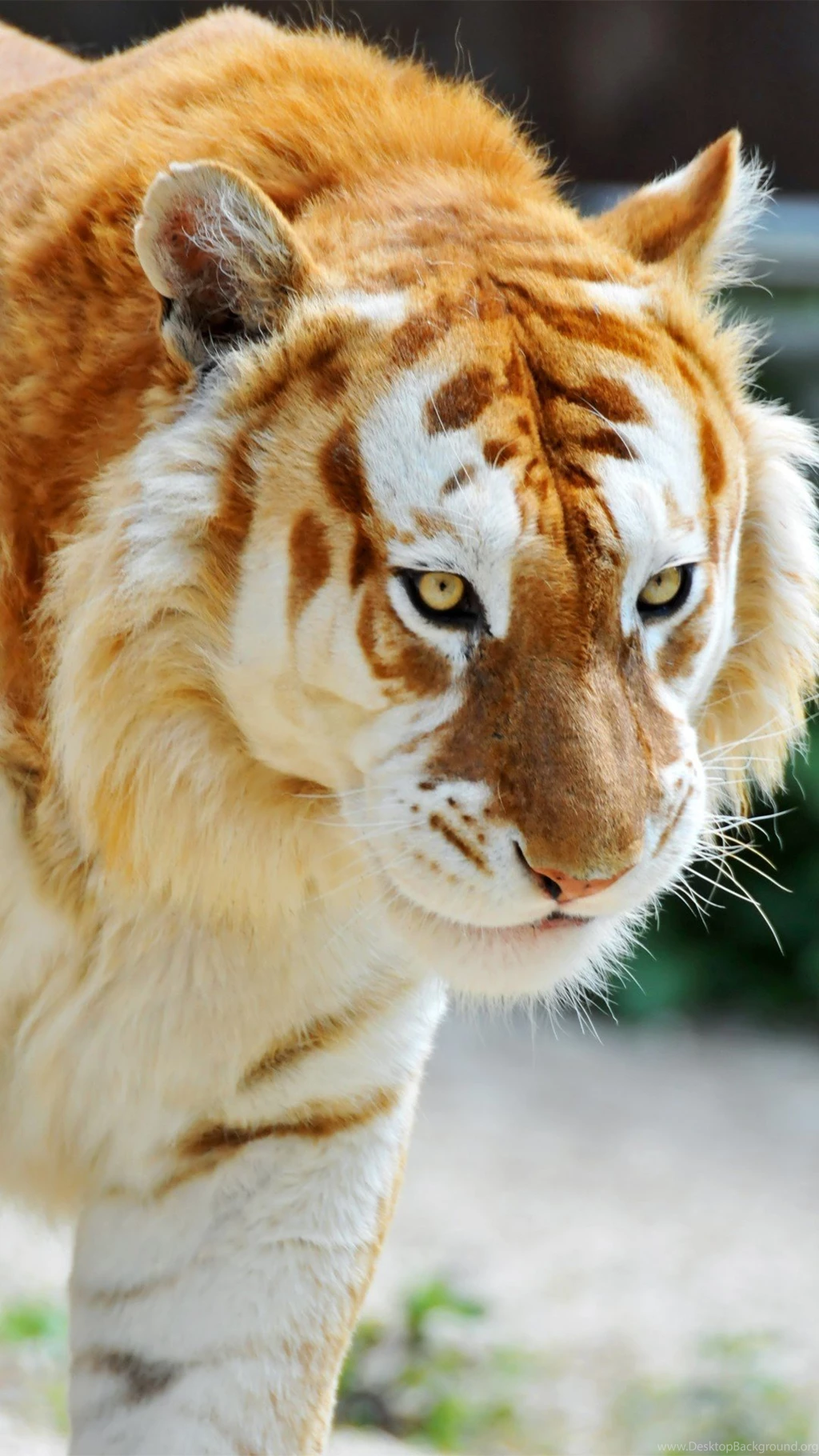 Tiger Android Wallpapers Albino Tiger Animal – Androidwalls.org