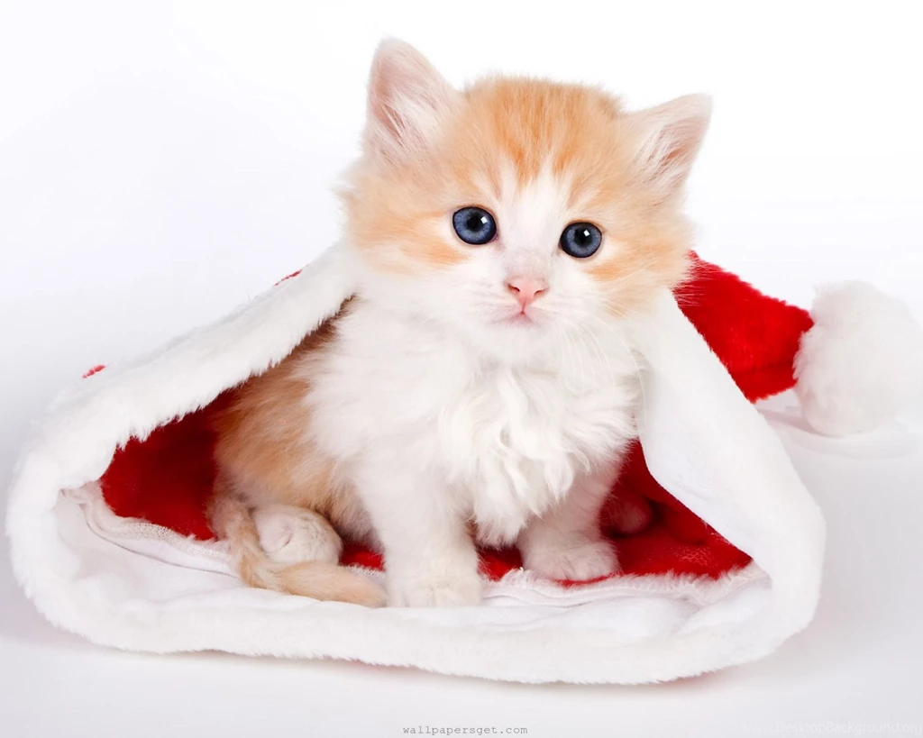 Funny Cute High Quality Wallpapers : Other Wallpapers Semrawut