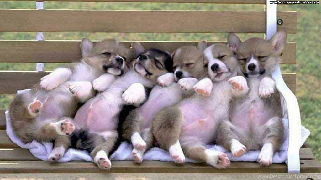 Cute Wallpapers