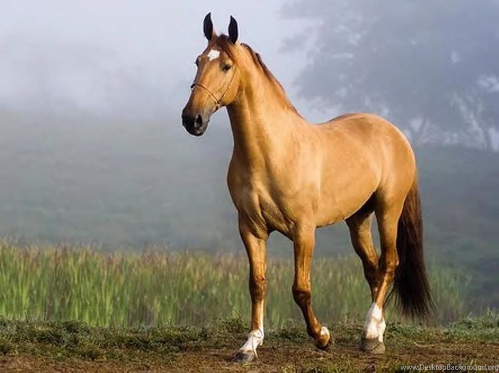 Beautiful Horse Animal Grass Sky Horses Desktop Background Images ...