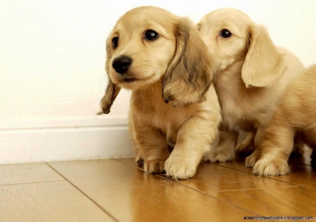 Cute Dog Look Hd Wallpapers