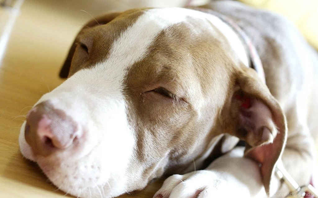 And Photo Hd All Dog Name And Photo Hd Hd Cute Dogs Hd Wallpapers ...