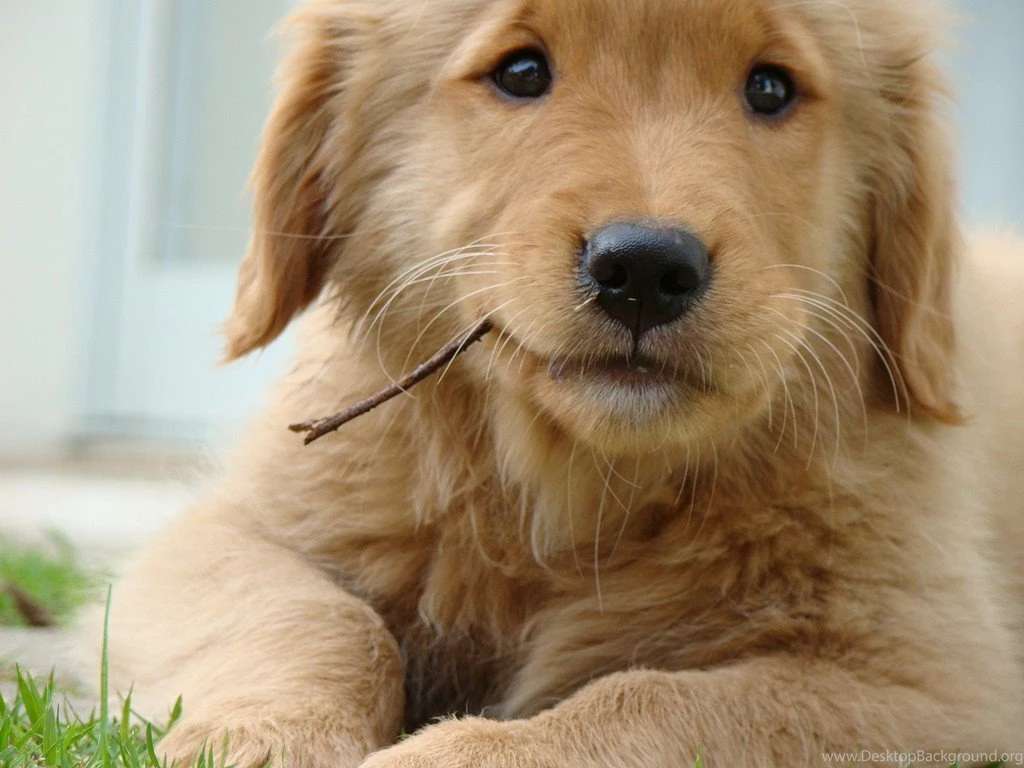 Cute Brown Dog HD Wallpapers