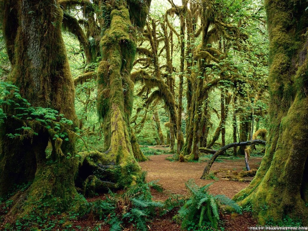 Forest Wallpapers   Page 2   Nature Wallpapers   Crazy Frankenstein