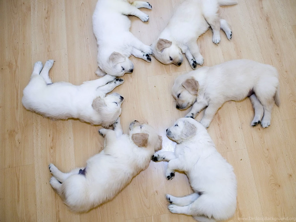 Animal Wallpaper: Cute Dog Wallpaper Images HD Backgrounds ...