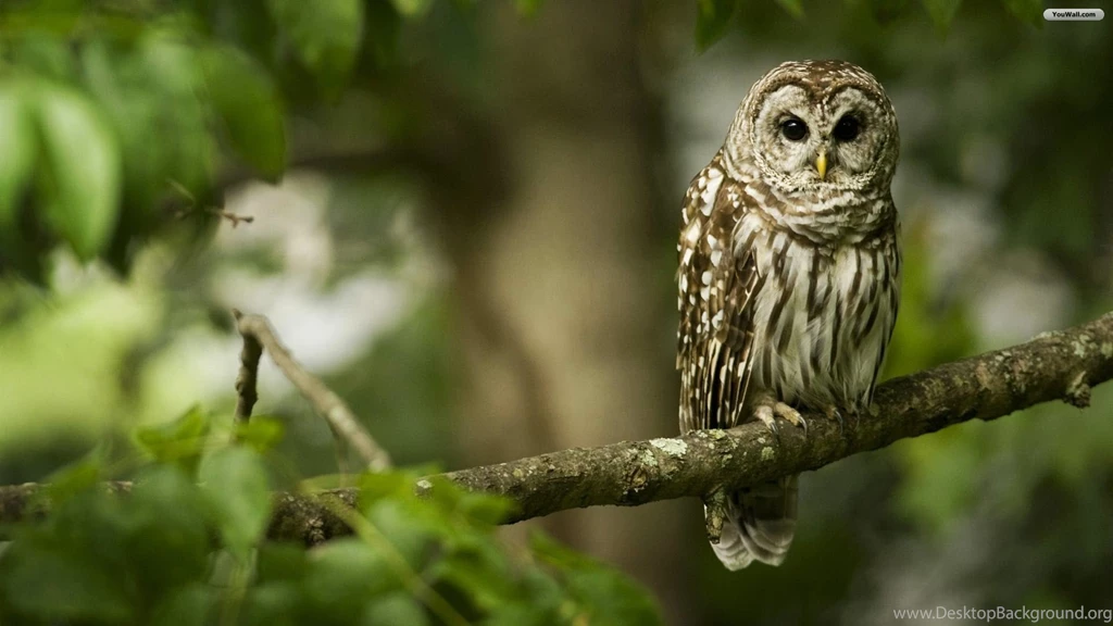 Owl Wallpapers