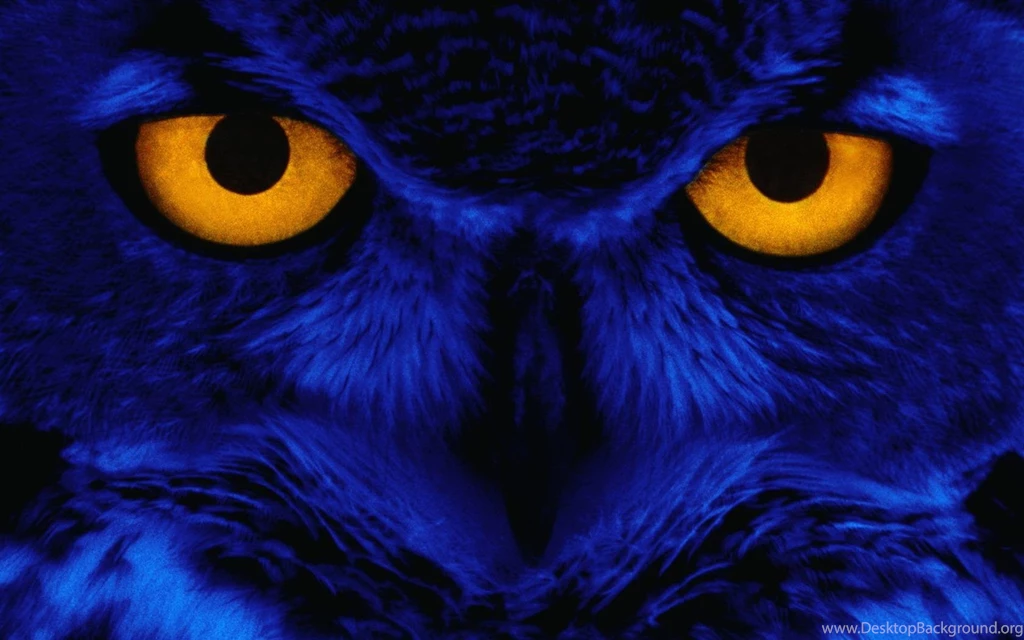 Weird Owl Wallpapers Your Hd 1680x1050px Wallpapers Weird