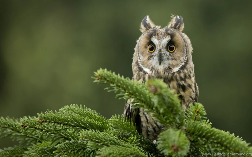 Owl Wallpapers For Desktop Free Download Of Cute Owl Bird